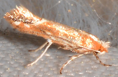 Cameraria quercivorella