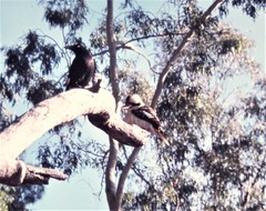 Dacelo novaeguineae novaeguineae