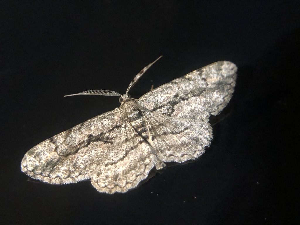 Common Gray from Bellbrook, Greene County, OH, USA on May 18, 2022 at ...