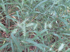 Elymus macgregorii