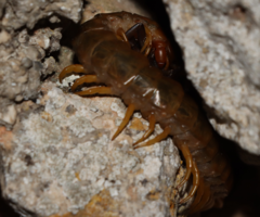 Scolopendra cingulata
