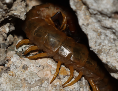 Scolopendra cingulata