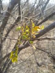 Diphysa occidentalis