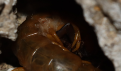 Scolopendra cingulata