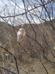 Diphysa occidentalis