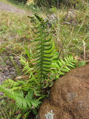 Blechnum occidentale