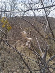 Diphysa occidentalis