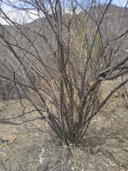 Diphysa occidentalis