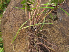 Blechnum occidentale