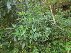 Miconia acutiflora