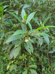 Miconia acutiflora
