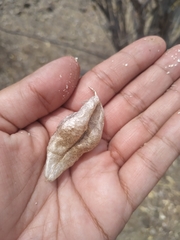 Diphysa occidentalis