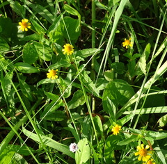 Acmella oppositifolia