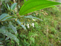 Miconia acutiflora
