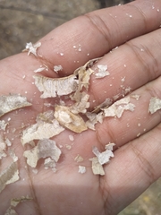 Diphysa occidentalis