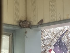 Haemorhous mexicanus