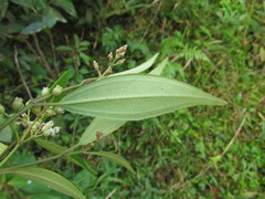 Miconia acutiflora