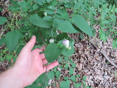 Clematis versicolor