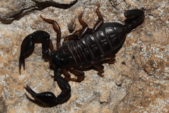 Euscorpius italicus