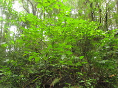 Solanum campaniforme