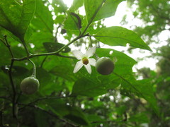 Solanum campaniforme