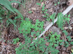 Oxalis illinoensis