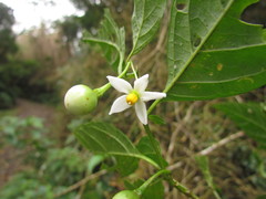 Solanum campaniforme