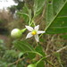 Solanum campaniforme - Photo (c) Flora de Santa Catarina, alguns direitos reservados (CC BY-NC), uploaded by Flora de Santa Catarina