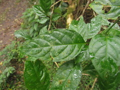 Solanum campaniforme