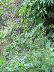 Oxalis illinoensis