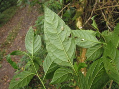 Solanum campaniforme