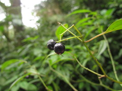 Miconia ciliolata