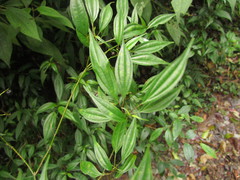 Miconia ciliolata