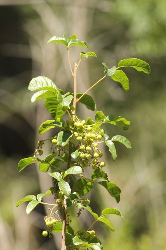 iNaturalist observation photo of Pacific poison oak