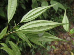 Miconia ciliolata