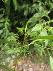 Miconia ciliolata