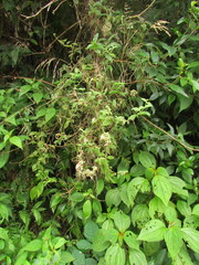 Manettia verticillata