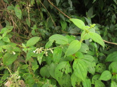 Manettia verticillata