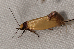Chrysonoma consularis