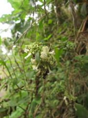 Manettia verticillata