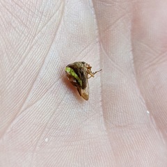 Smilia camelus
