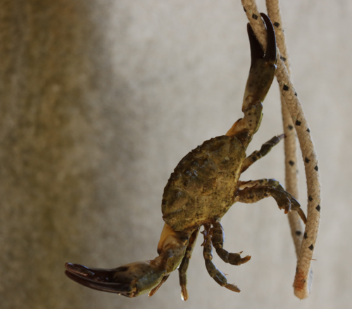 Magaretar (Xantho poressa)