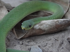 Erythrolamprus typhlus