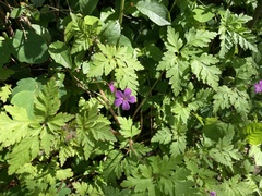Geranium robertianum