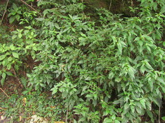 Miconia leahirtella