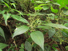 Miconia leahirtella