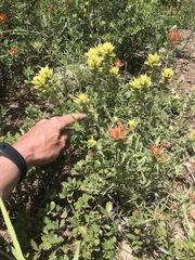 Castilleja applegatei breweri