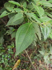 Miconia leahirtella