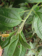 Miconia leahirtella