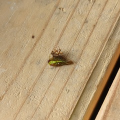 Smilia camelus